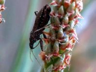 Himacerus