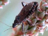 Himacerus