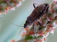 Himacerus