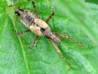 Himacerus apterus