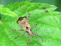 Himacerus apterus
