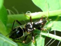 Himacerus mirmicoides, Larve
