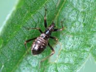Nabidae