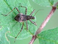 Nabidae