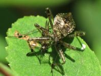 Himacerus