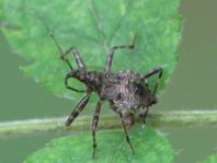 Himacerus