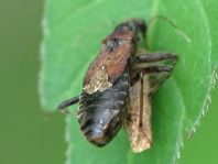 Nabidae