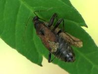 Nabidae