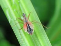 Nabidae