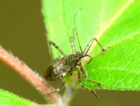 Himacerus apterus