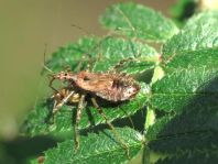 Himacerus