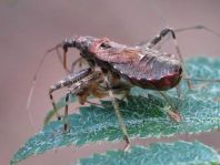 Himacerus