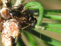 Himacerus