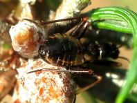 Himacerus