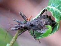 Himacerus