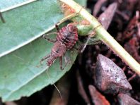 Himacerus