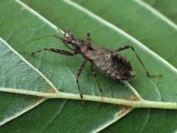 Himacerus