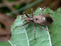 Himacerus