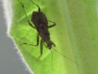 Himacerus apterus