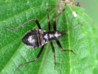 Himacerus