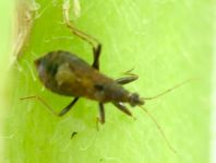 Himacerus