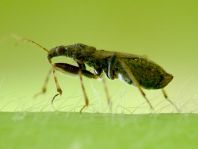 Himacerus