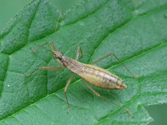 Nabis limbatus