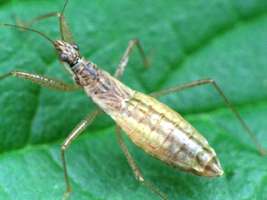 Nabis limbatus