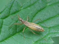 Nabis limbatus