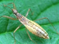 Nabis limbatus