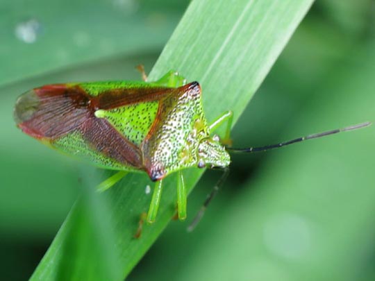 Wipfel-Stachelwanze, Acanthosoma haemorrhoidale