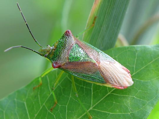 Wipfel-Stachelwanze, Acanthosoma haemorrhoidale
