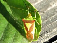Wipfel-Stachelwanze, Acanthosoma haemorrhoidale