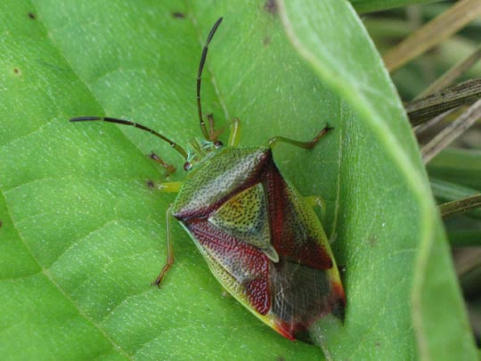 Elasmostethus