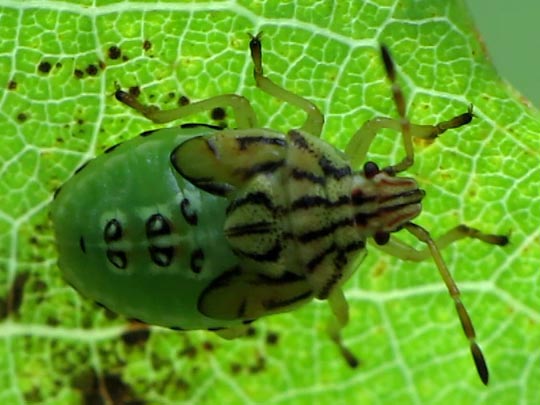 Elasmucha sp., Larve