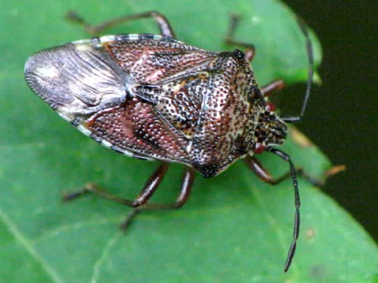 Elasmucha fieberi
