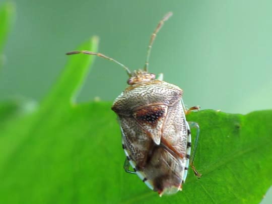 Fleckige Brutwanze, Elasmucha cf. grisea
