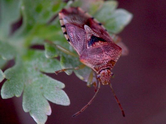 Fleckige Brutwanze, Elasmucha grisea