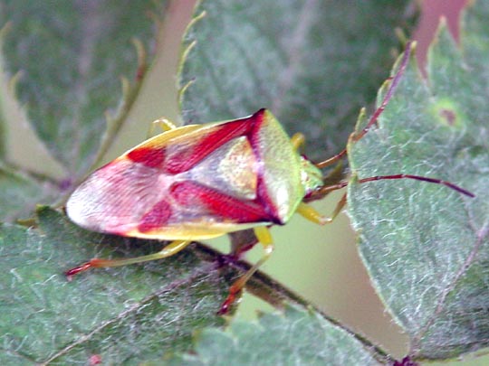 Elasmostethus