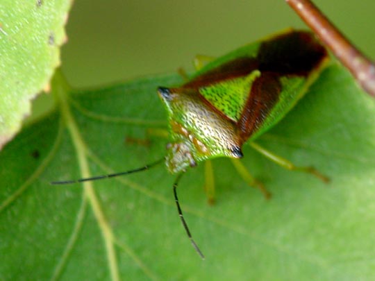Wipfel-Stachelwanze, Acanthosoma haemorrhoidale