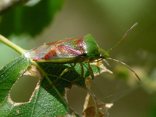 Elasmostethus