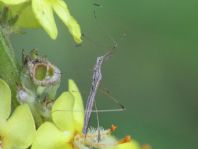 Neides tipularius