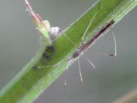 Neides tipularius