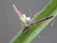 Neides tipularius
