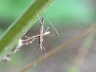 Neides tipularius