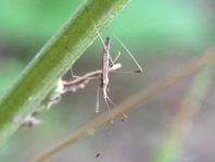 Neides tipularius
