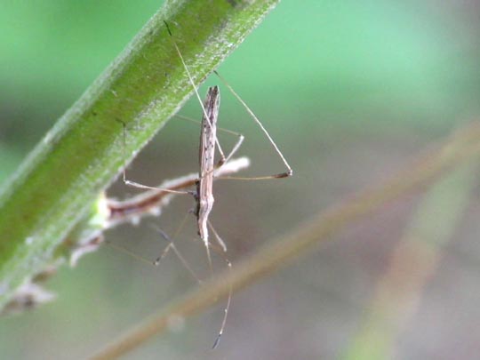 Neides tipularius