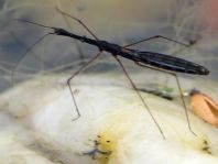 Hydrometra stagnorum, Gemeiner Teichläufer