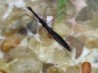 Hydrometra stagnorum, Gemeiner Teichläufer