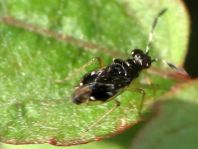 Chartoscirta cocksii